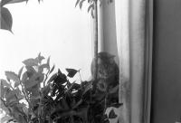 Thumbnail of 0002.jpg