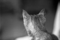 Thumbnail of 0008.jpg