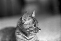 Thumbnail of 0009.jpg