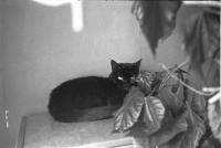 Thumbnail of 0011.jpg