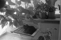Thumbnail of 0016.jpg
