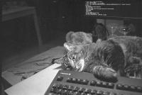 Thumbnail of 0018.jpg