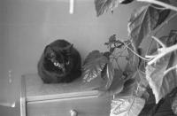 Thumbnail of 0019.jpg