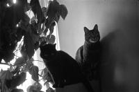 Thumbnail of 0028.jpg
