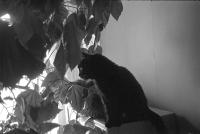 Thumbnail of 0029.jpg