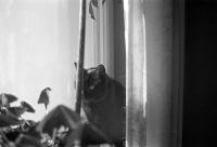 Thumbnail of 0032.jpg